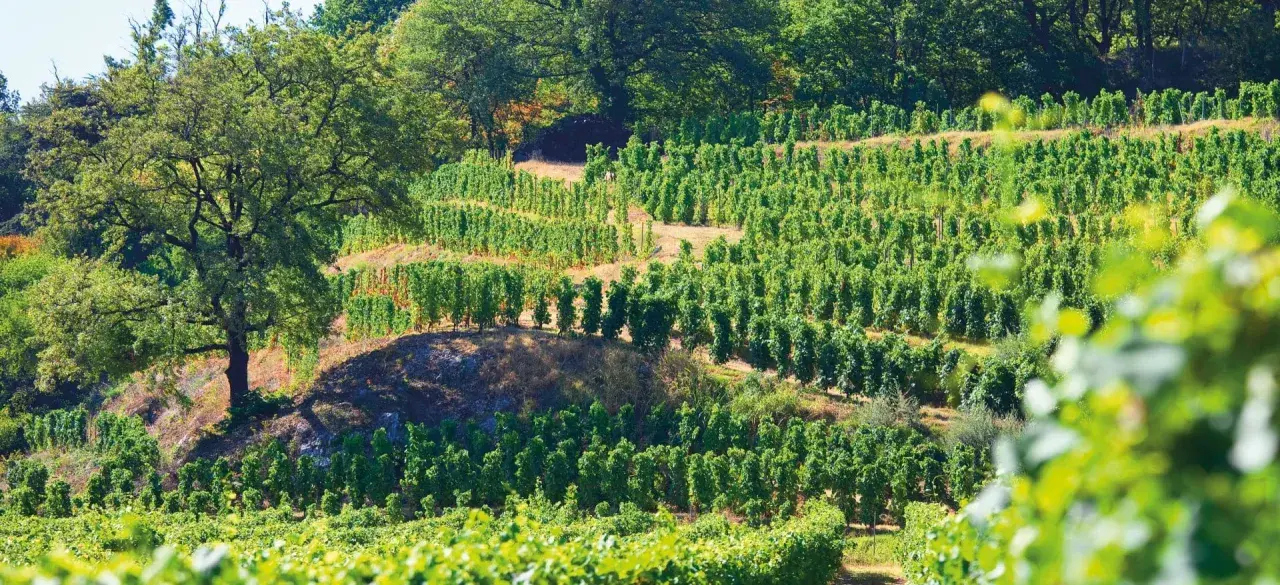 Vignoble en terrasses sous un grand arbre, avec des rangées de vignes vertes.