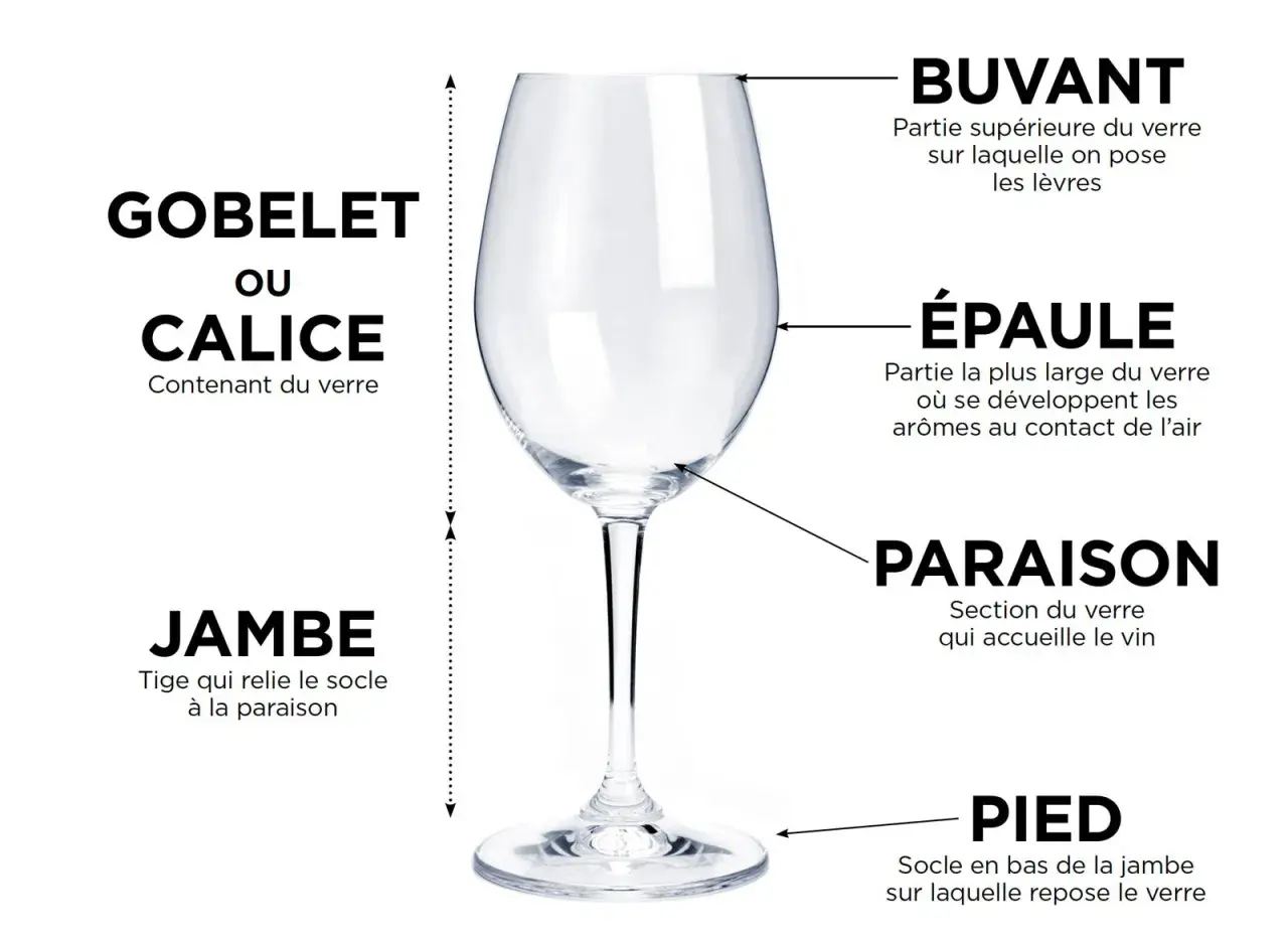 Un verre d'eau clair, étiqueté avec ses parties : buvant, épaule, paraison, jambe et pied. Idéal pour déguster un bon vin.