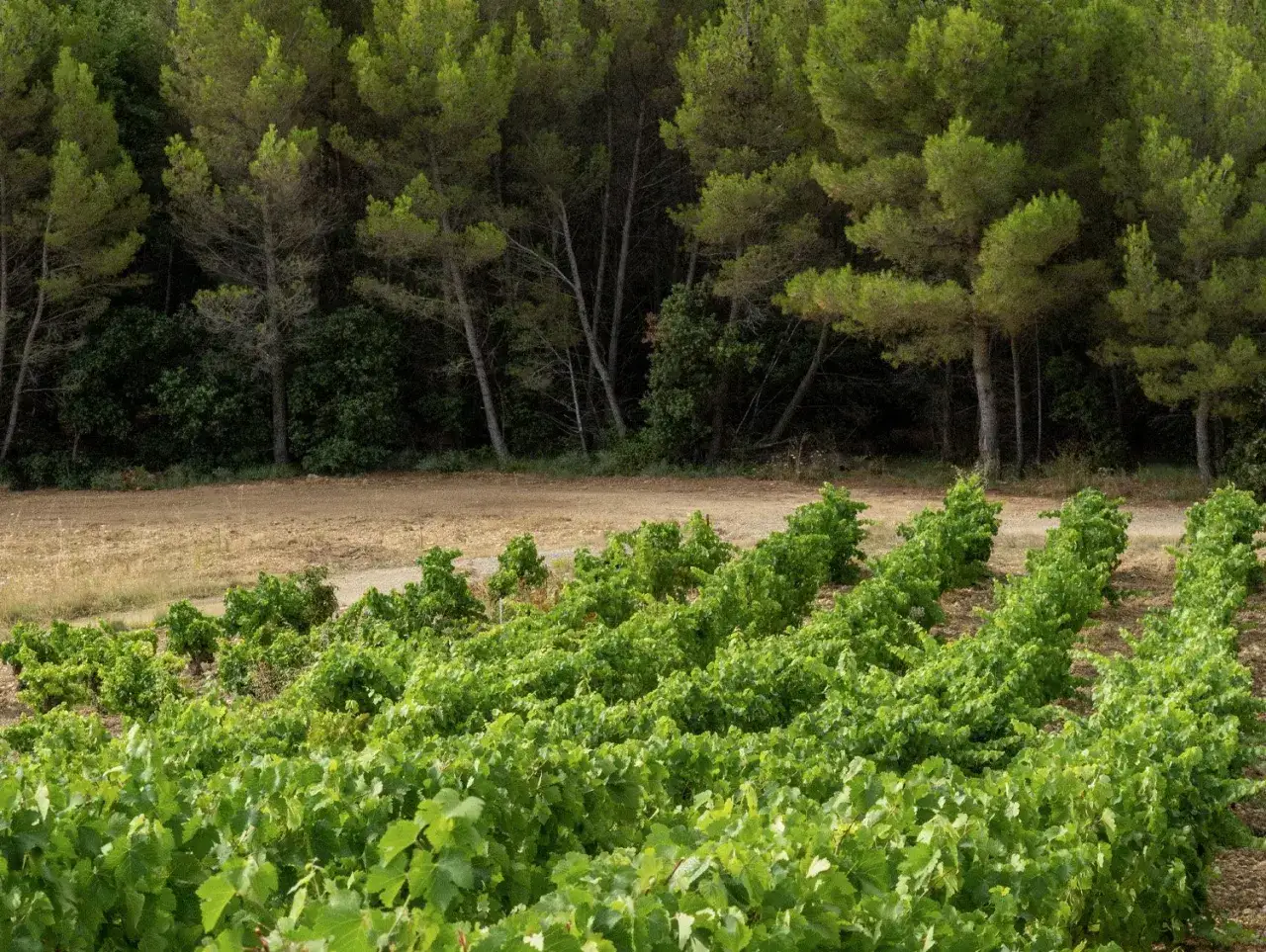 Vignes luxuriantes au domaine des Escaravailles, bord&eacute;es par une for&ecirc;t de pins majestueuse.