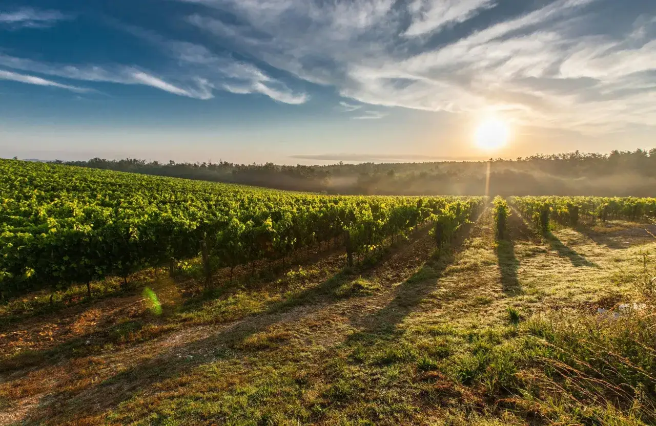 Lever du soleil sur les vignes luxuriantes du Château Feytit Clinet. La brume matinale se dissipe, révélant des rangées de vignes baignées de lumière dorée.