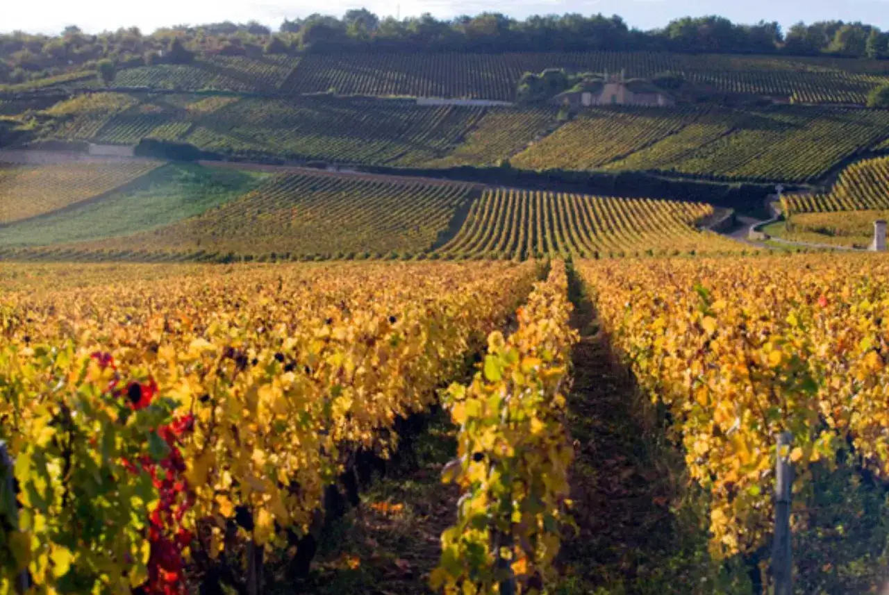 Vignes dor&eacute;es &agrave; perte de vue, un paysage typique de la r&eacute;gion de Arnoux Lachaux en automne, sous un ciel clair.