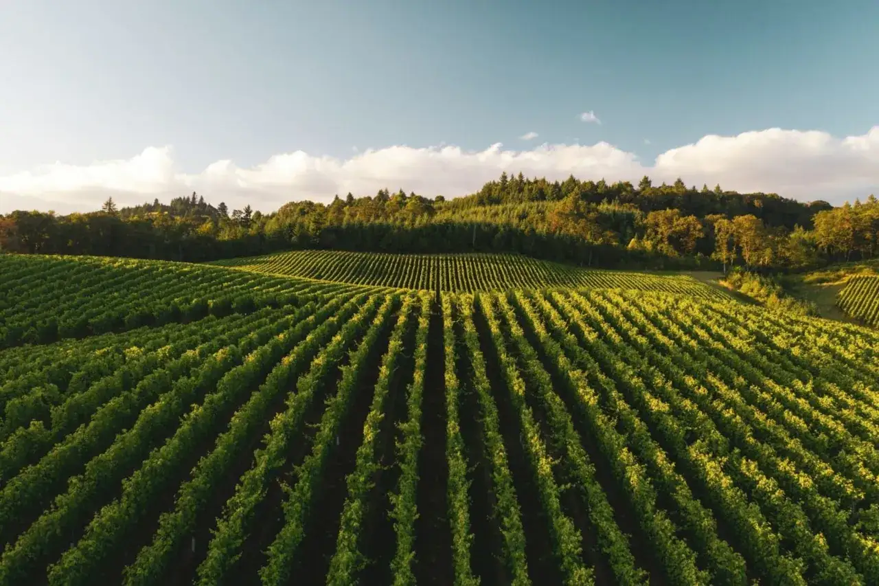 Vastes vignobles verdoyants s'&eacute;tendant &agrave; perte de vue, sous un ciel bleu parsem&eacute; de nuages. On imagine la qui&eacute;tude de la grange des p&egrave;res, nich&eacute;e au c&oelig;ur de ce paysage bucolique.