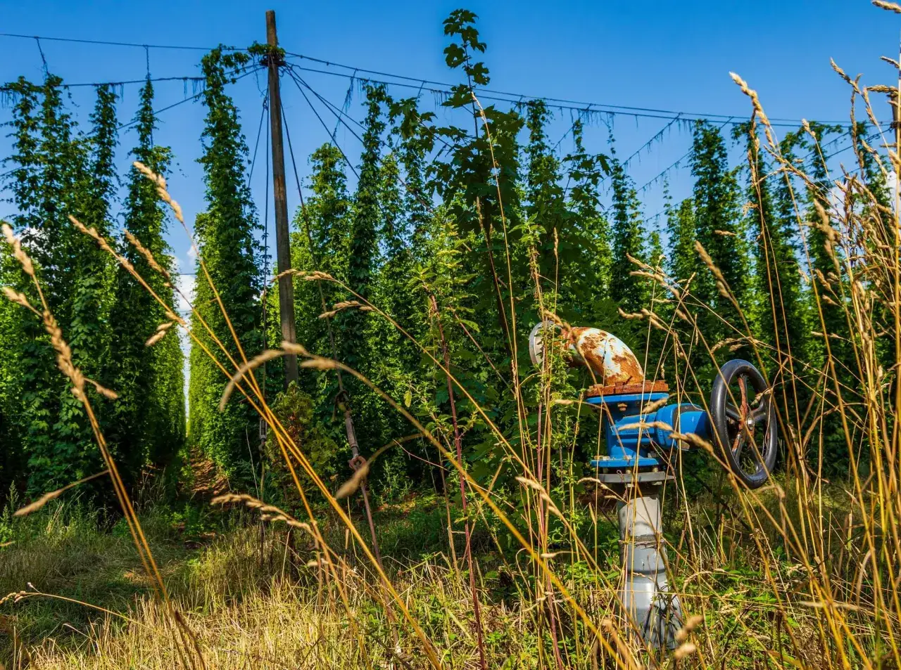 Un champ de houblon s'&eacute;tend sous un ciel bleu. Une vanne rouill&eacute;e et bleue se dresse au milieu de l'herbe s&egrave;che, un danger potentiel pour les r&eacute;coltes.