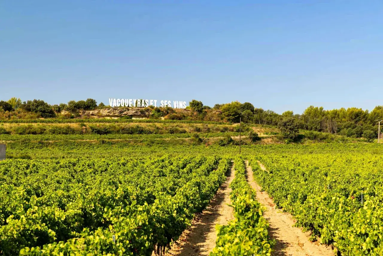 Vignes luxuriantes sous un ciel bleu, avec le nom 