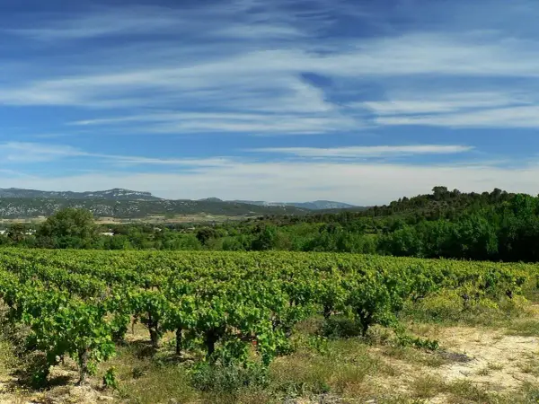 Vastes vignobles verdoyants s'étendant à perte de vue, sous un ciel bleu zébré de nuages. Au loin, des collines boisées et des montagnes. Un paysage bucolique rappelant la grange des pères.